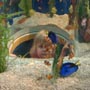 Under the Sea